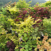 枫树盆栽约旦彩枫日本枫树秒红枫树苗庭院彩叶花园阳台植物多彩