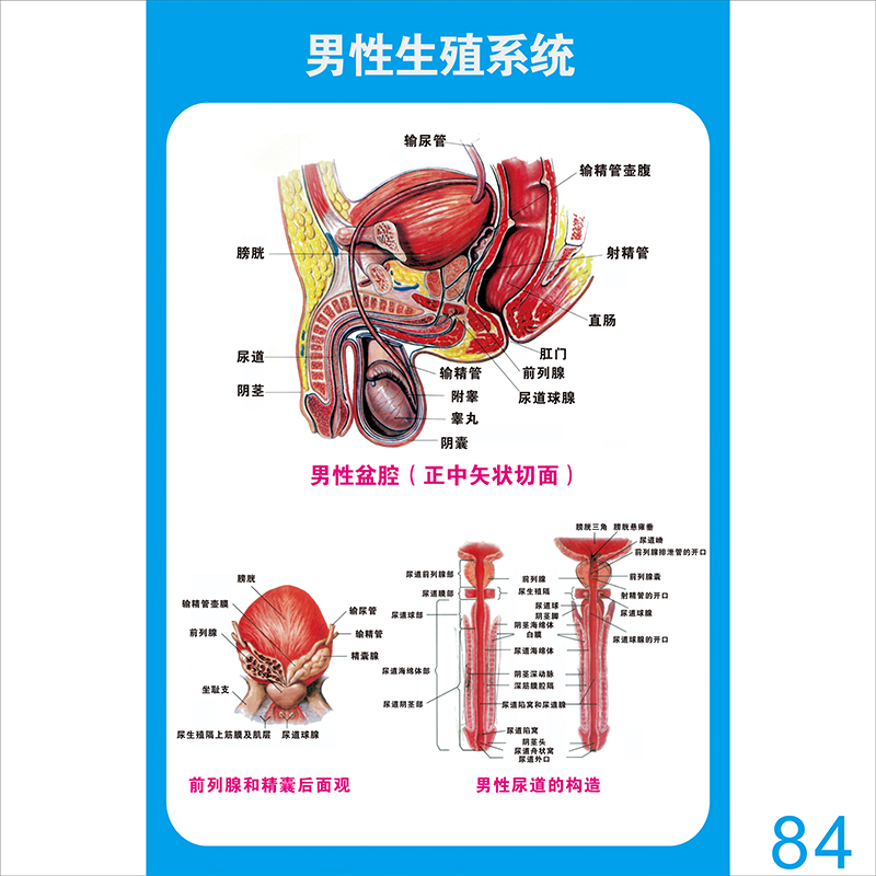 男性生殖系统睾丸阴茎示意图男科医学挂图人体器官解剖图医院布置
