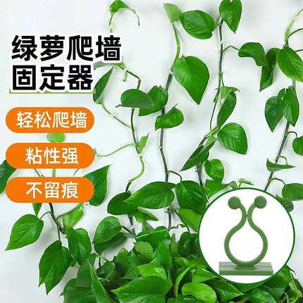 免打孔绿萝爬墙固定器小夹子藤蔓卡扣绿植爬藤隐形自粘定型器适用