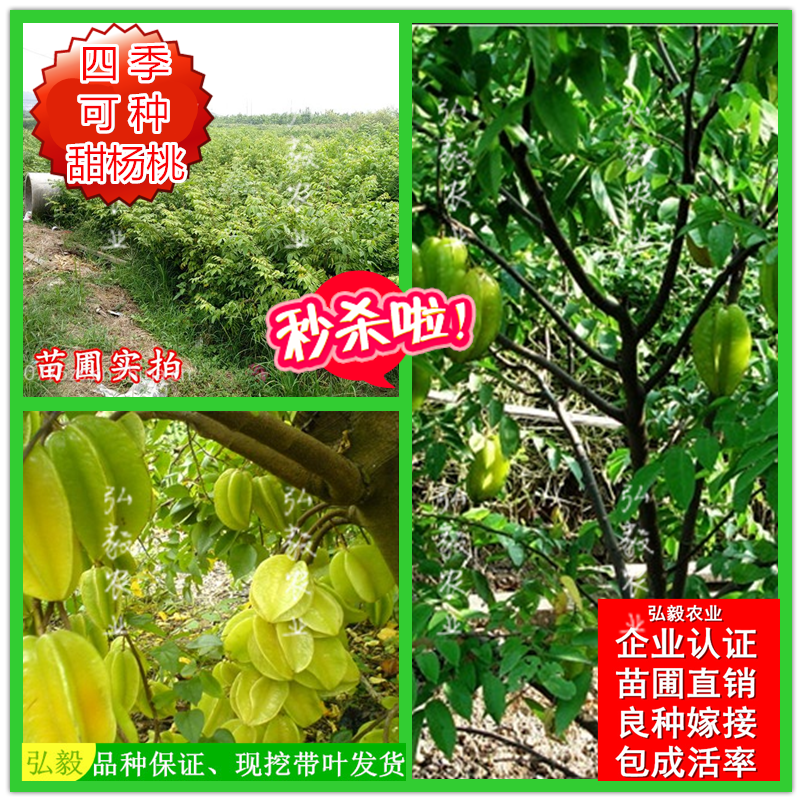 杨桃树苗果树结果四季甜杨桃台湾大果杨桃苗庭院阳台盆栽好养果苗