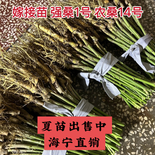 强桑一号桑树幼苗 农桑14号养蚕桑树嫁接苗 好成活新苗基地直销