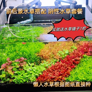 水下叶阴性套餐草坪鱼缸装饰活体