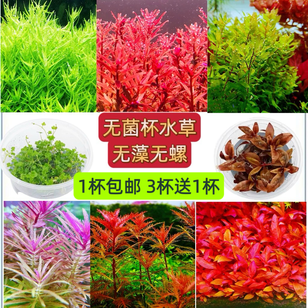 无菌杯水草迷你牛毛爬地矮珍珠