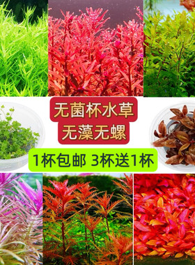 无菌杯水草迷你牛毛爬地矮珍珠