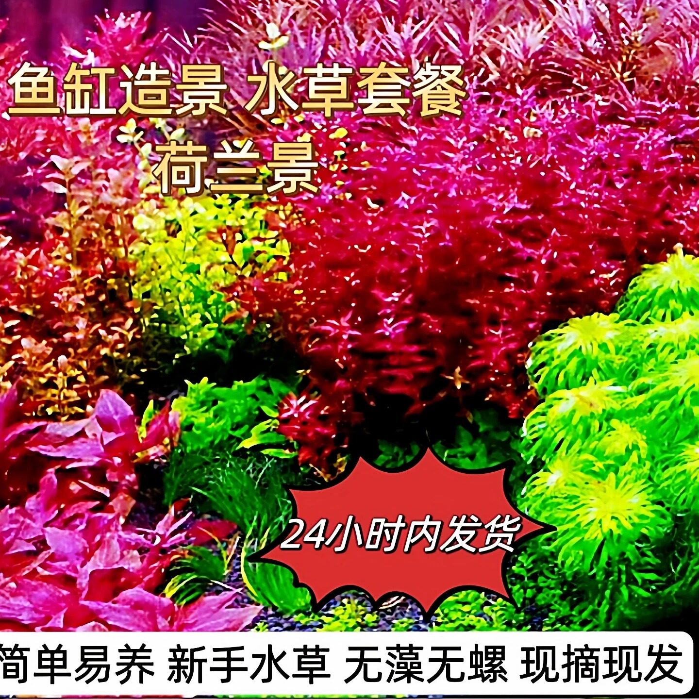 荷兰景水草套餐新手友好懒人水草