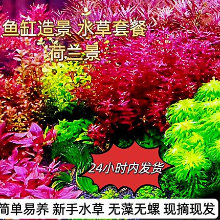 水草套餐鱼缸水下植物造景组合套装活体新手成品方缸水草缸成品