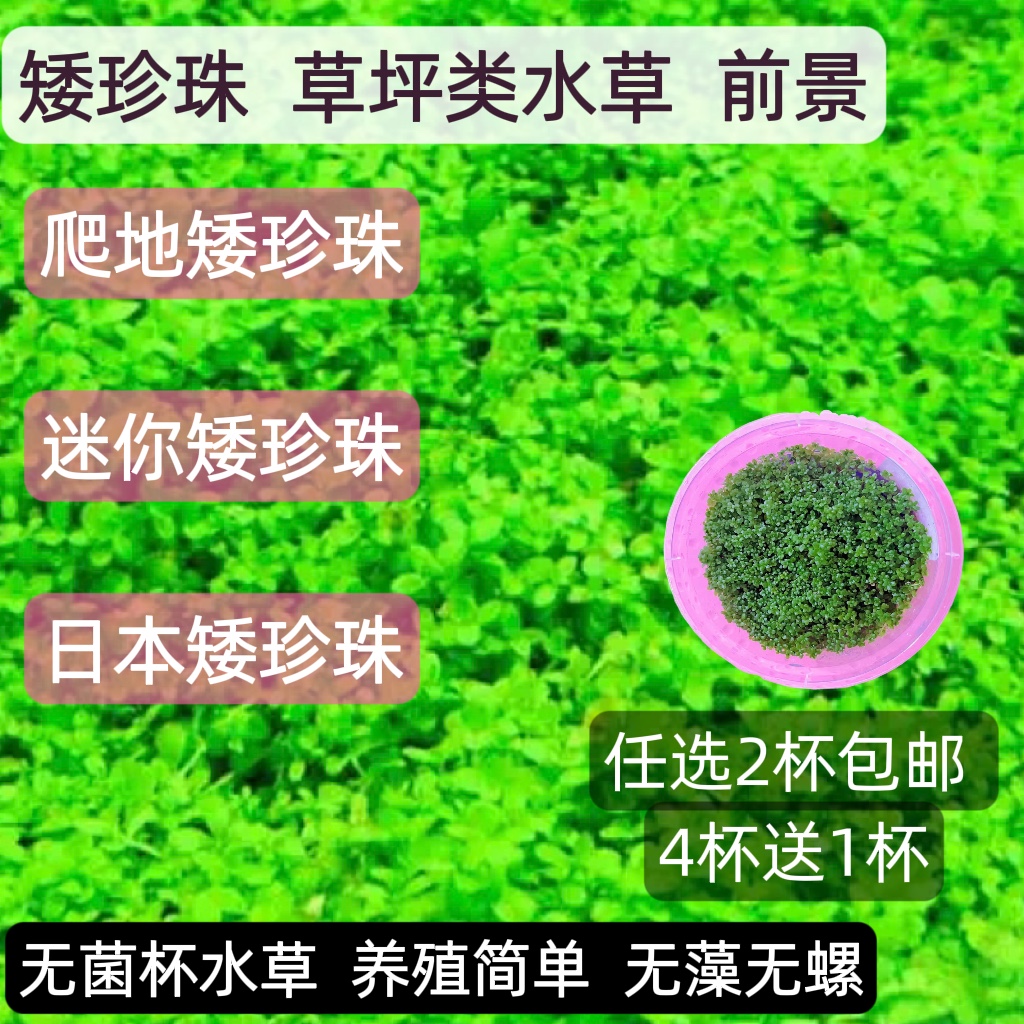 阴性矮珍珠水草迷你矮趴地矮草坪