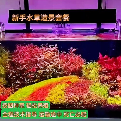 阴性水草鱼缸造景懒人水下叶淡水