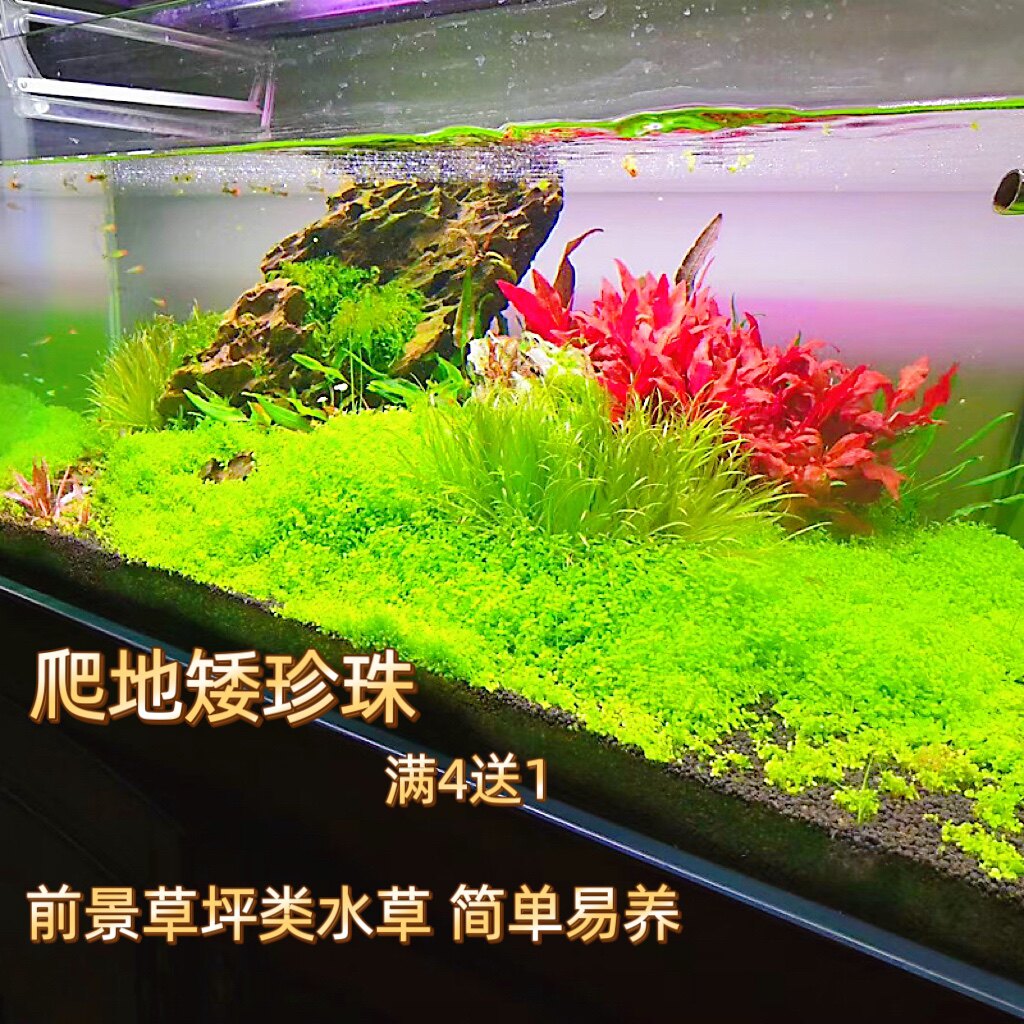 水草爬地矮珍珠阴性鱼缸造景净水