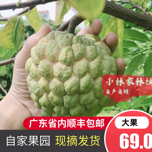 潮汕特产大果顺丰包邮林檎