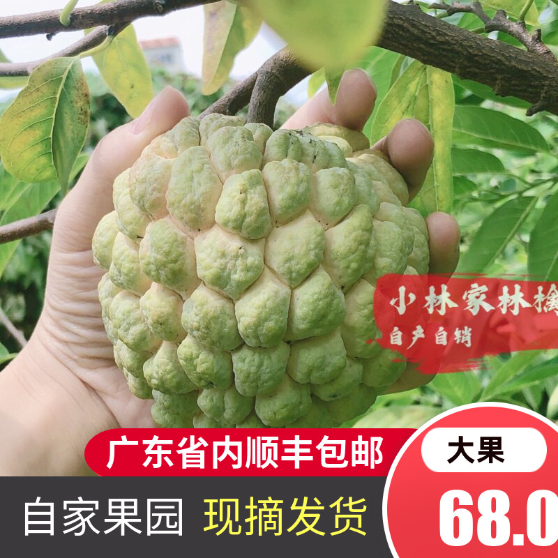 潮汕特产大果顺丰包邮林檎