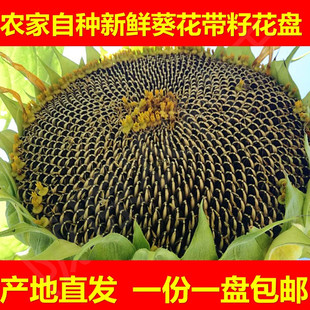 26年新鲜葵花盘向日葵盘带籽原味湿葵花头无糖孕妇休闲松鼠食用