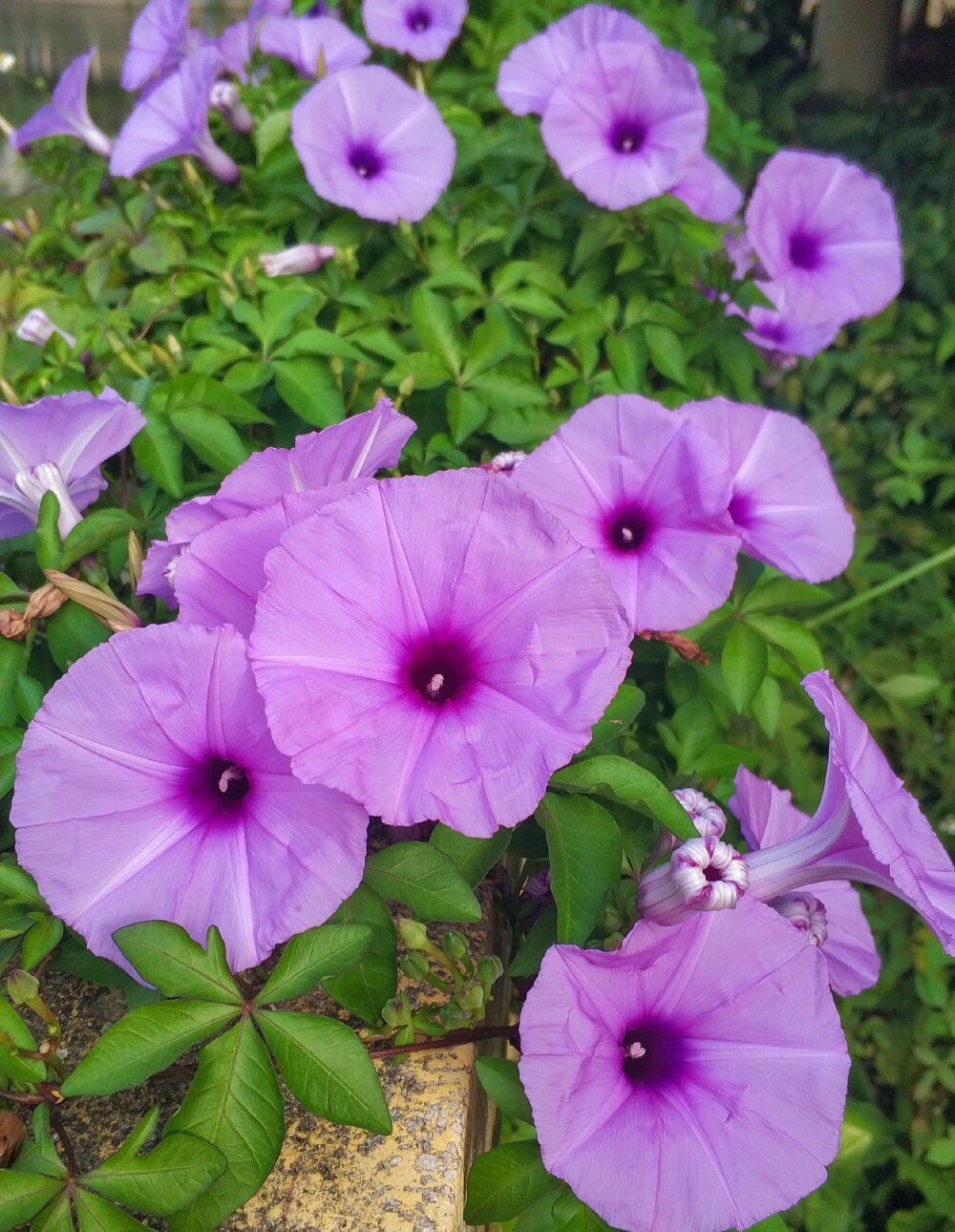 『森里花田』浅紫色牵牛花 五爪金龙 篱笆拱门爬藤植物