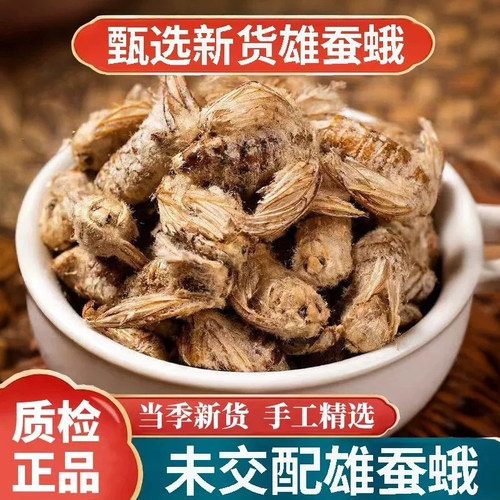 雄蚕蛾纯公蝉俄晚娥魏峨新