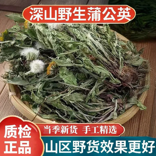 蒲公英野生中药材500g正宗正品新鲜干货干草整株茶根泡水蒲公草