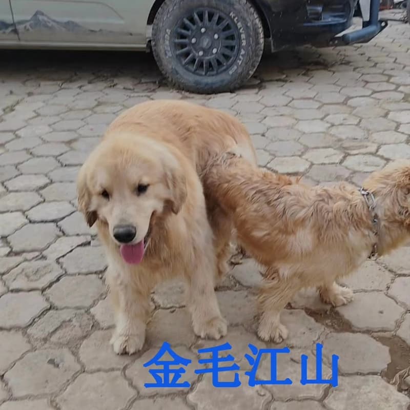 双血统金毛配种借配--议价商品