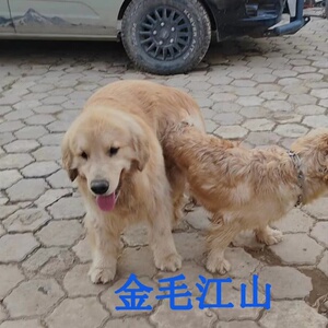 双血统金毛配种借配--议价商品