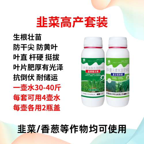 直立挺拔素韭菜粗又嫩抗倒伏叶片