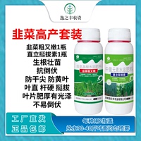 直立挺拔素韭菜粗又嫩抗倒伏葉片