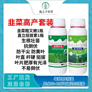 韭菜专用肥韭菜粗又嫩直立挺拔素叶片黑绿硬朗抗倒伏防干尖黄叶等