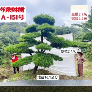 精品A区造型松一物一拍迎客松 长飘枝 名贵庭院花卉四季常青