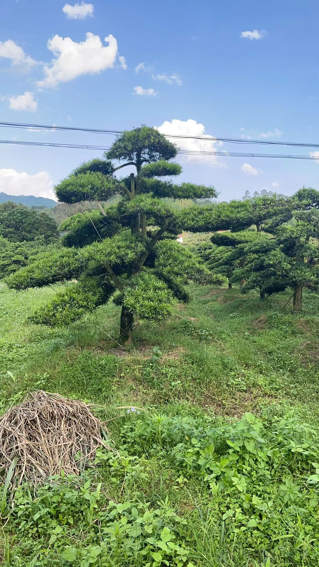 进口罗汉松造型大树一物别墅日本