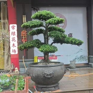 雀舌名贵造型迎客松大树苗25年老树桩别墅庭院中大型树苗绿化盆景