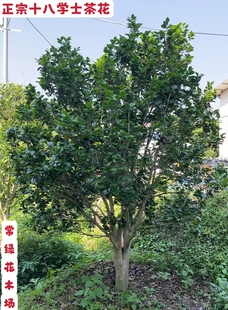 正宗大茶花树苗十八学士茶花耐阴耐寒别墅庭院绿植大土球现挖包邮