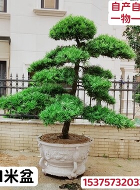 造型罗汉松景观别墅庭院绿植控根器移植大土球盆栽阳台楼顶绿植树