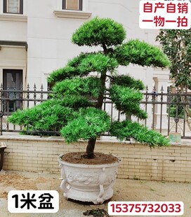 造型罗汉松景观别墅庭院绿植控根器移植大土球盆栽阳台楼顶绿植树