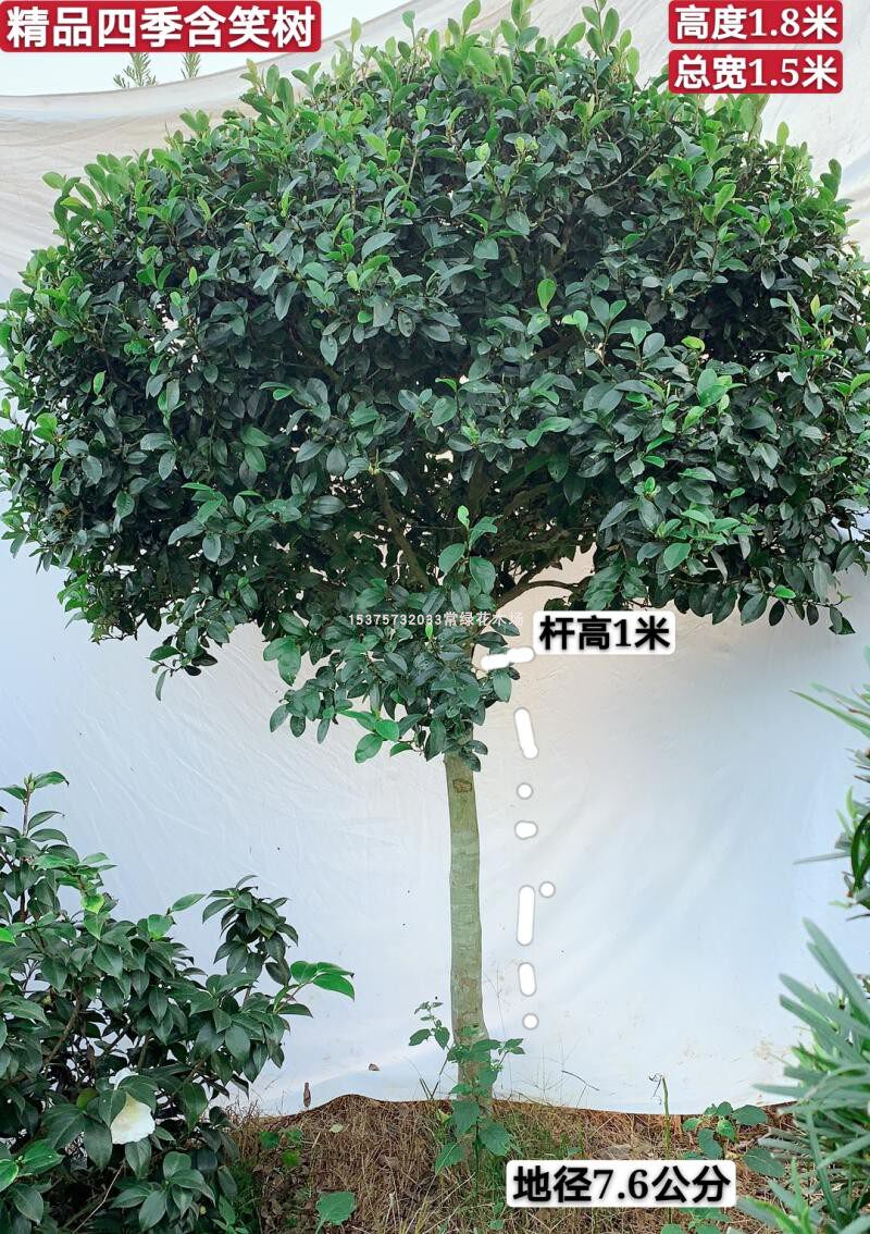 精品四季含笑大树 别墅庭院绿植 含笑球 花期长 编号一物一拍包邮
