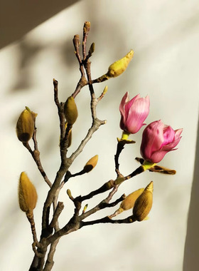 仿真玉兰花干枝鲜切花朵家居装饰摆件客厅卧室水培花苞室内造景苗