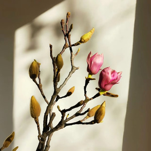 仿真玉兰花干枝鲜切花朵家居装饰摆件客厅卧室水培花苞室内造景苗