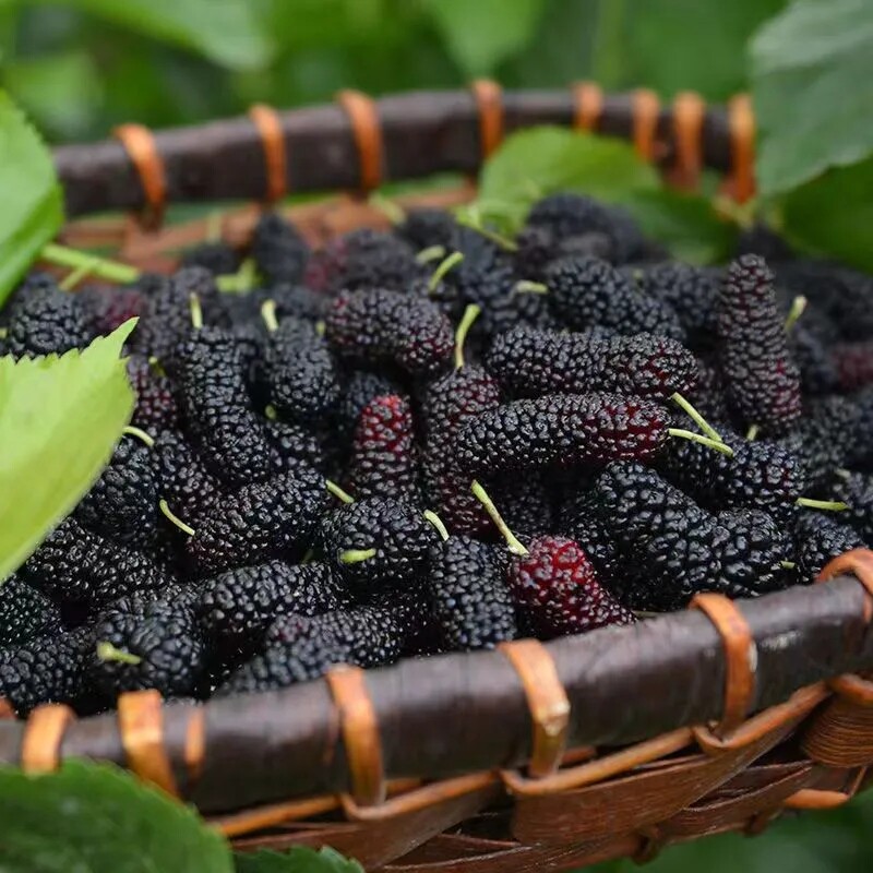 正宗新疆桑葚干头茬黑桑葚干泡茶泡酒免洗500g无沙免洗包邮