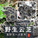 包邮 自然晾晒而干 2野生云灵芝 黄云芝桃树芝 云芝灵芝