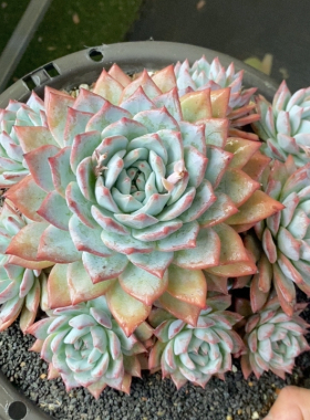 粉蓝鸟无砍冠幅22CM