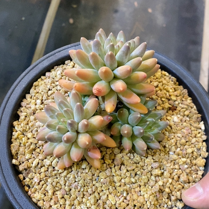 伊卡鲁斯冠幅12CM,鲜花速递/花卉仿真/绿植园艺,多肉植物,淘宝优惠券,粉丝福利购,淘宝优惠卷