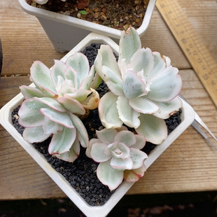 伯克利锦冠幅12CM