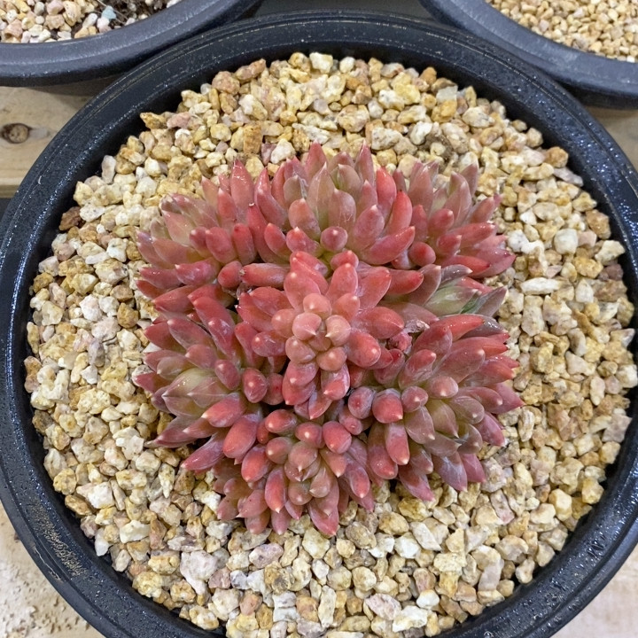 炫彩星冠幅11CM,鲜花速递/花卉仿真/绿植园艺,多肉植物,淘宝优惠券,粉丝福利购,淘宝优惠卷