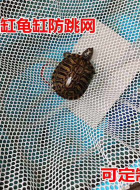 防逃网养龟箱子乌龟缸防逃逸越狱