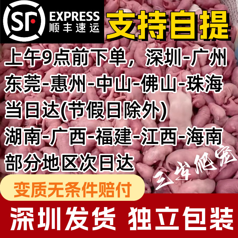 深圳大白鼠冰冻红皮乳鼠喂蛇冰鲜小白鼠喂猫宠物蛇食物角蛙饲料图片