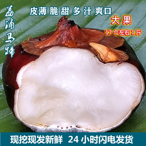 现挖新鲜马蹄脆甜多汁无渣包邮