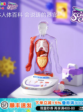 人体解剖模型器官可拆卸