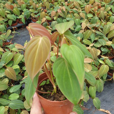云母蔓绿绒 Philodendron Micans 丝绒质感藤蔓植物 北欧风