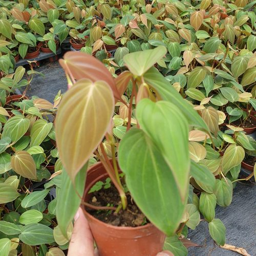 云母蔓绿绒 Philodendron Micans 丝绒质感藤蔓植物 北欧风