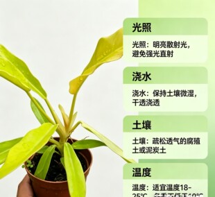 黄金火之戒蔓绿绒盆栽室内客厅办公室桌面四季常青绿植花卉