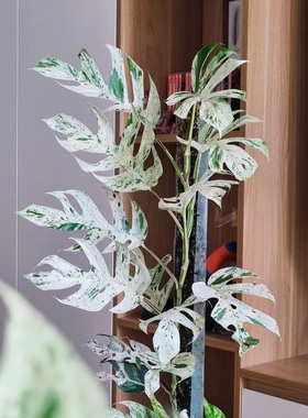 泰国网红薄荷麒麟尾锦Epipremnum pinnatum variegated 原种进口