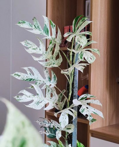 泰国网红薄荷麒麟尾锦Epipremnum pinnatum variegated 原种进口