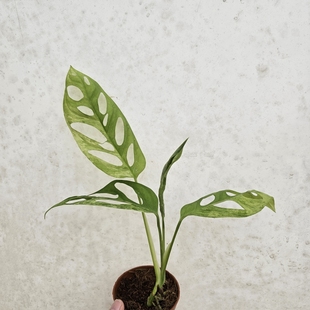 薄荷巨洞龟背竹