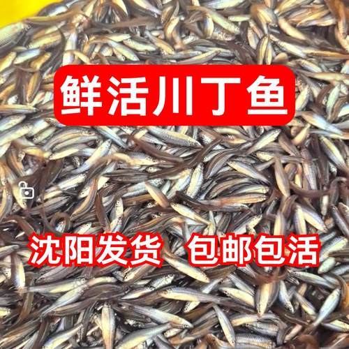 淡水鱼饲料鱼川丁鱼麦穗鱼小河鱼新鲜罗汉鱼小杂鱼淡水鱼活鱼